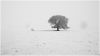 Hoar frost and fog