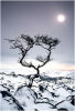 In the bleak mid winter
