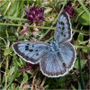 Large Blue