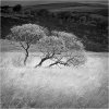 Lone willow in cotton grass
