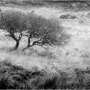 Willow in cotton grass