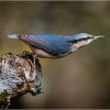 Nuthatch