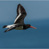 Oystercatcher