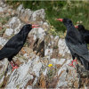 Pair of choughs