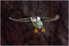 Puffin braking