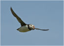 Puffin with sandeels - Skomer