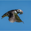 Puffin with sandeels
