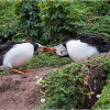 Puffins fighting as dusk