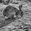 Rabbit in evening light