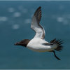 Razorbill - aerobatics in strong winds