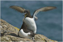 Razorbills mating - Skomer