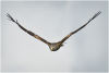 Red kite