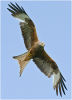 Red kite