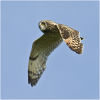 Short eared owl - Skomer