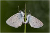 Small blues mating