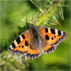 Small tortoiseshell