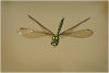 Southern hawker in flight #1