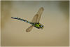 Southern hawker in flight #2