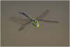 Southern hawker on patrol