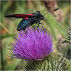 5 spot burnet on thistle