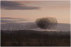 Starlings gathering at dusk