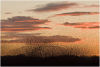 Starling flocks (murmurations) gathering to roost at sunset