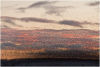 Starlings gathering to roost (estimated at 1.6 mill in Jan 2012)