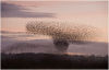Starling flocks showing aerial displays above roost site