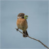 Stonechat (female) with caterpillar
