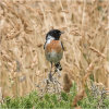 Stonechat (male)