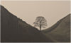 Hadrian's Wall - Sycamore gap at sunrise