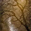 Tamar valley bathed in winter light