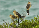 Guira cuckoos - Brazil