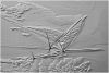 Three stems and ice patterns