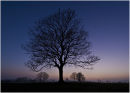 Tree at dusk