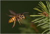 Wasp in flight