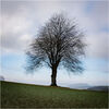 Lone beech in windy weather