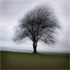 Lone tree in stormy weather