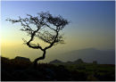 Lone tree at sunrise - Leather Tor