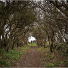 Hawthorn tunnel, St Davids