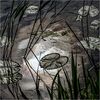 Early morning light on water lily leaves (Great Ouse river - Cambridgeshire)