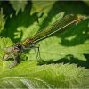 Female Banded Demoiselle with mayfly