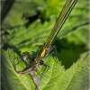 Female Banded Demoiselle with mayfly