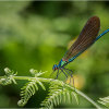 Male Beautiful Demoiselle