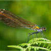 Female Banded Demoiselle