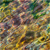 Nature's intertidal gems #10