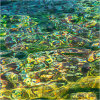 Nature's intertidal gems #11