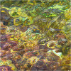 Nature's intertidal gems #12