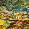 Nature's intertidal gems #13