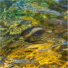 Nature's intertidal gems #2